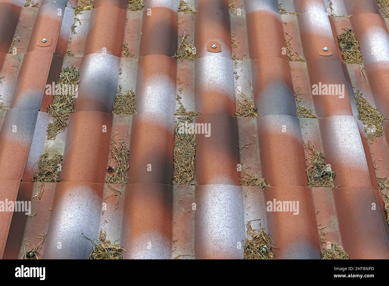 Painted roof tiles covered with dry tree debris Stock Photo - Alamy