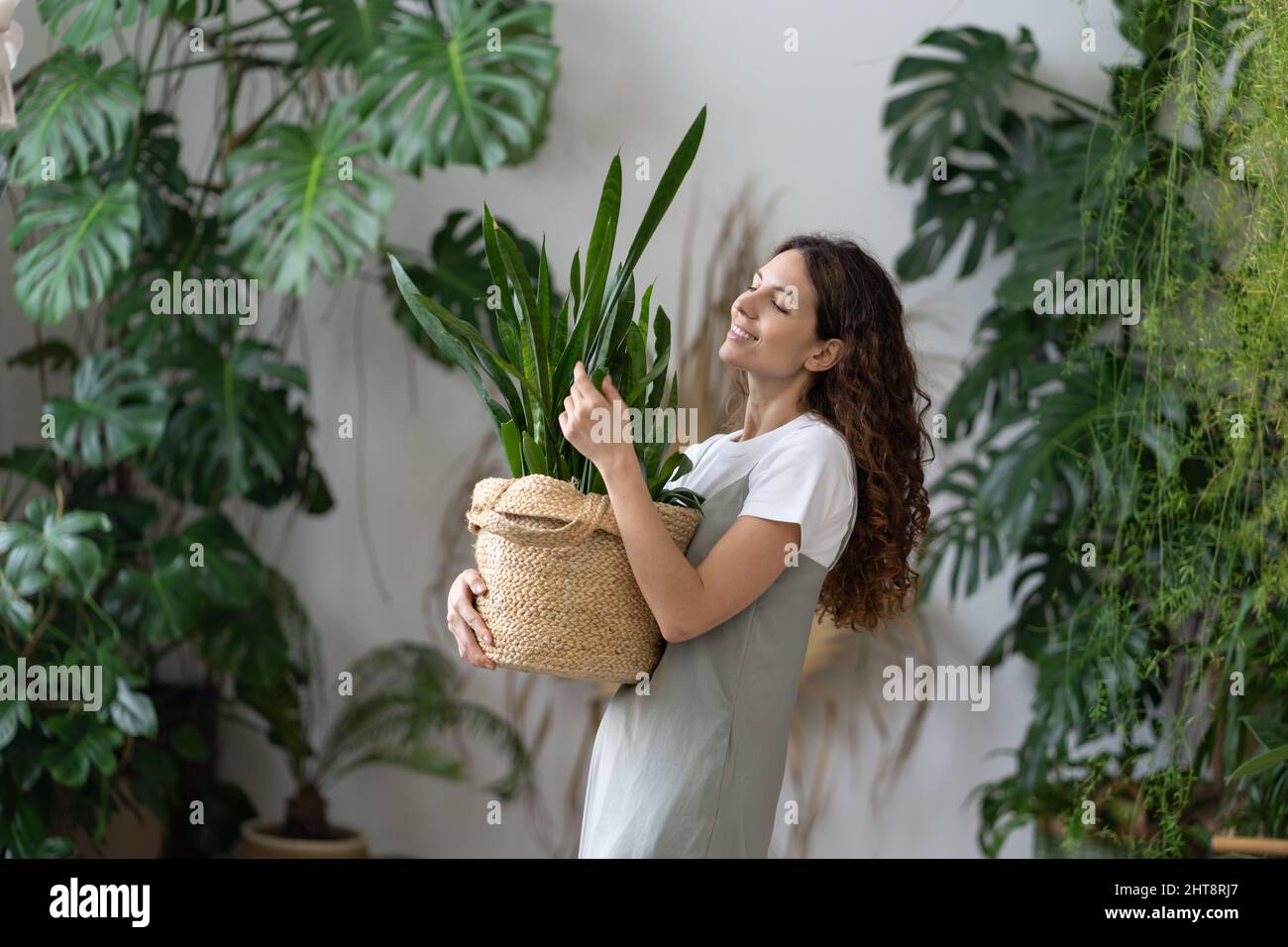 Smiling florist woman hold pot with Sansevieria plant work in indoor garden or cozy home office Stock Photo
