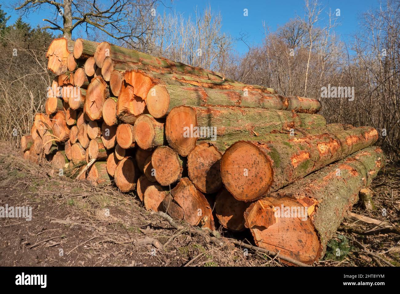 woodland management with the resulting felled Scots pine (Pinus