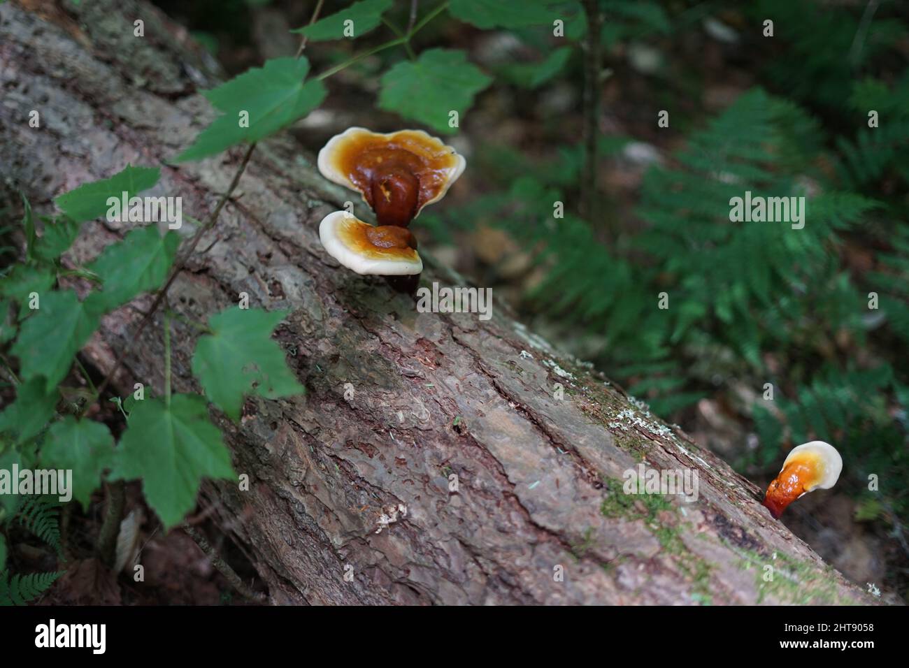 Closeup of fungus on tree bark Stock Photo - Alamy