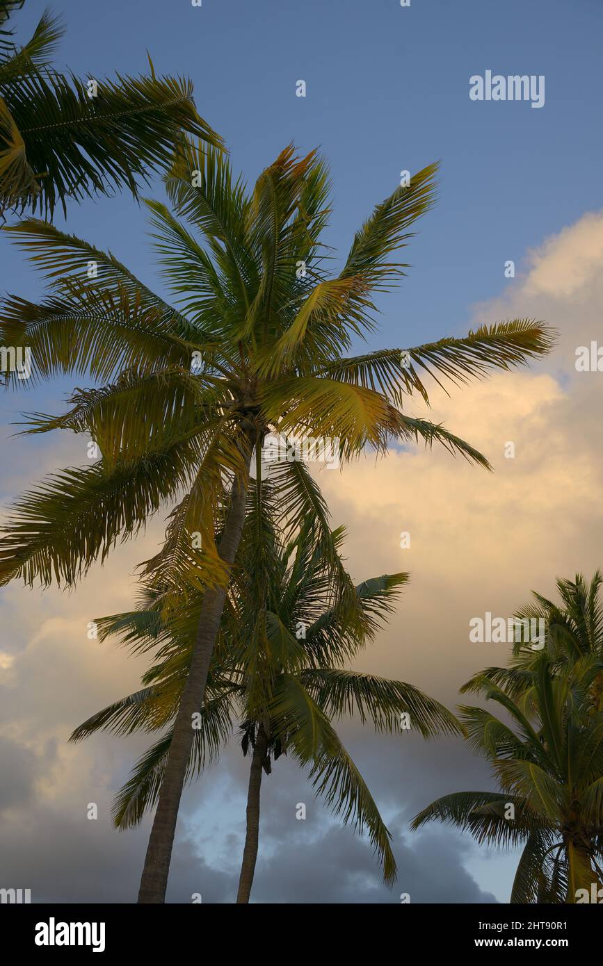 The palm trees in Spanish Town, Virgin Gorda, British Virgin Islands
