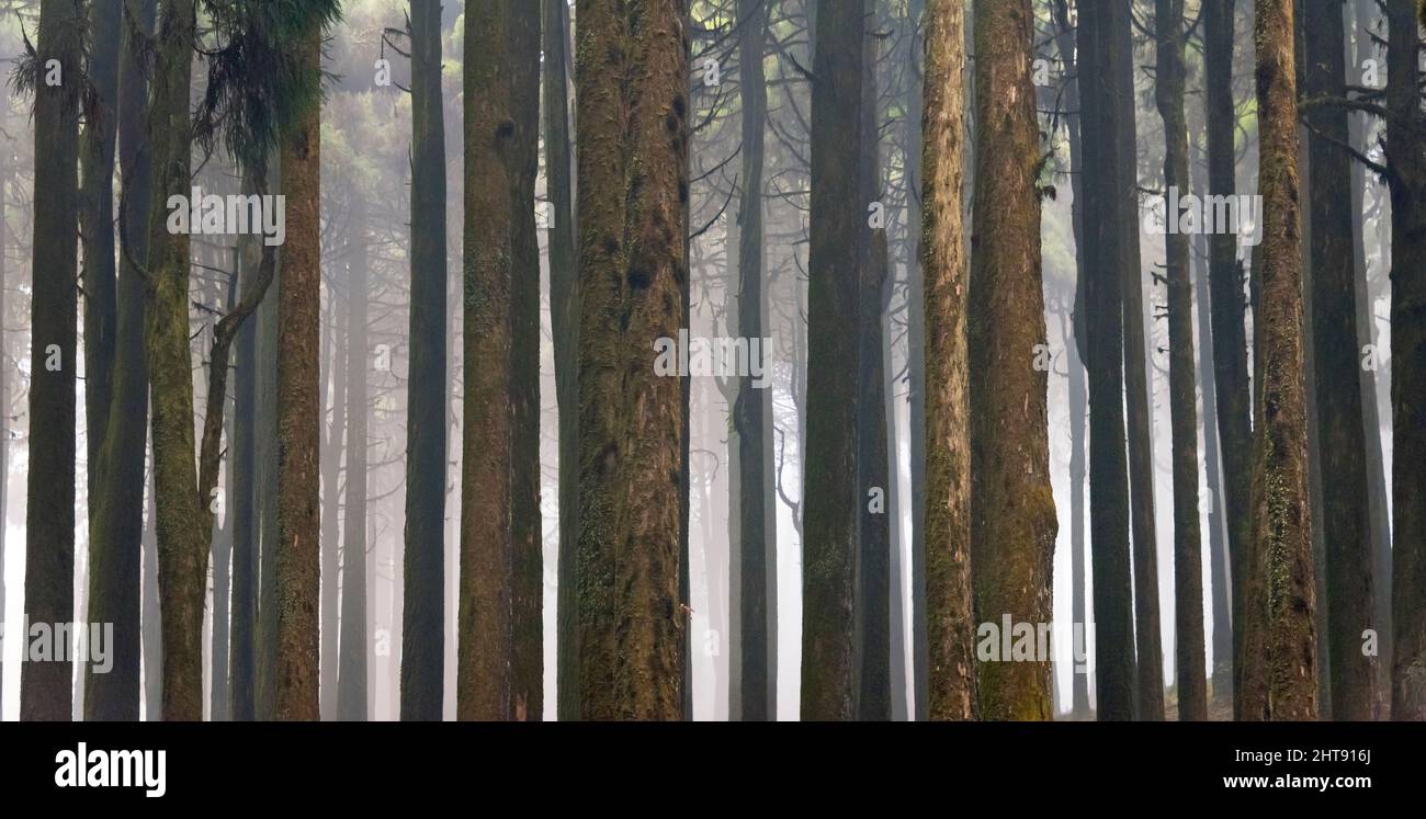 Himalayan cedar forest, Darjeeling, West Bengal, India Stock Photo
