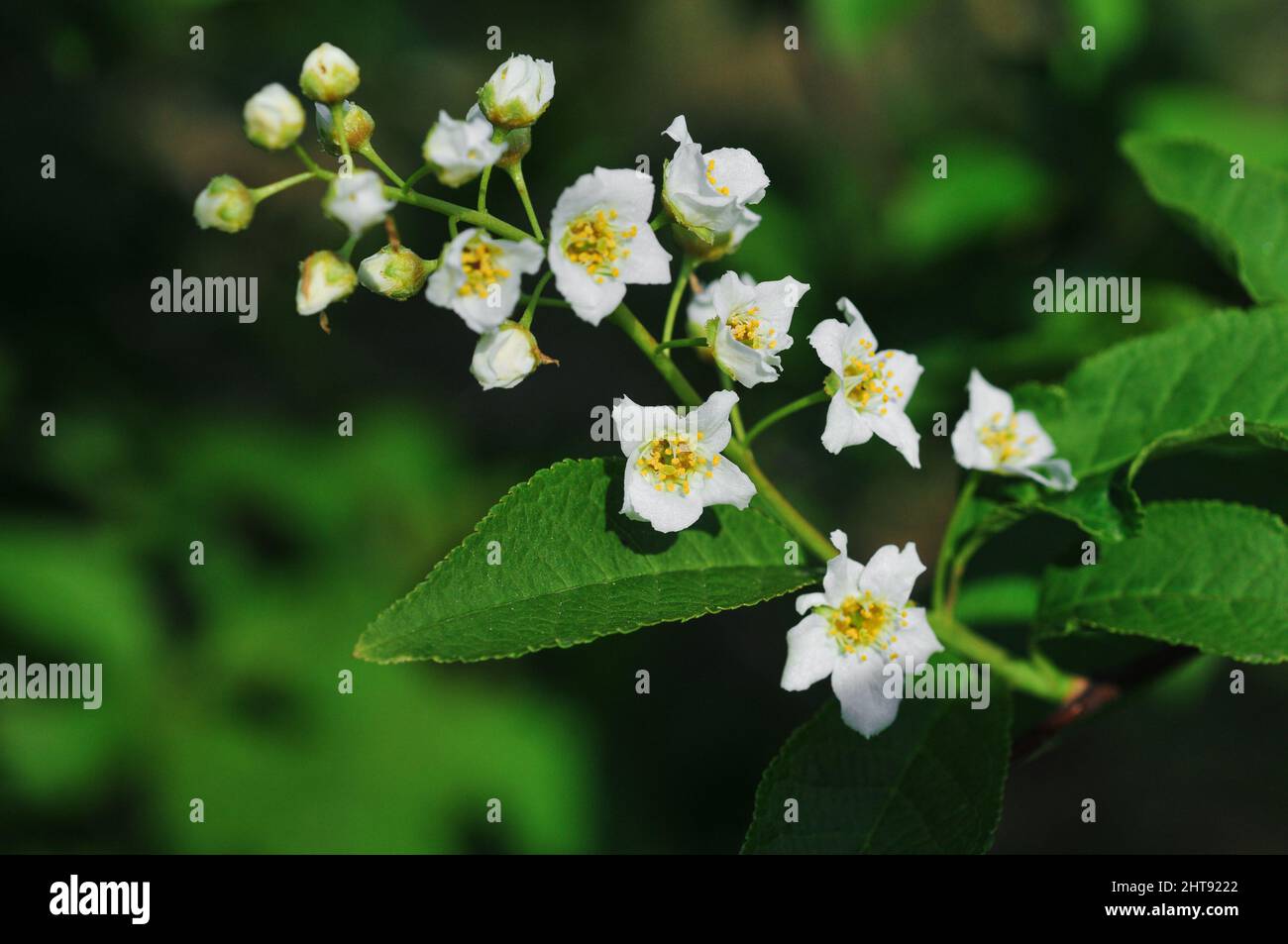 Selective focus shot of blooming white Multiflora rose flowers in the garden Stock Photo
