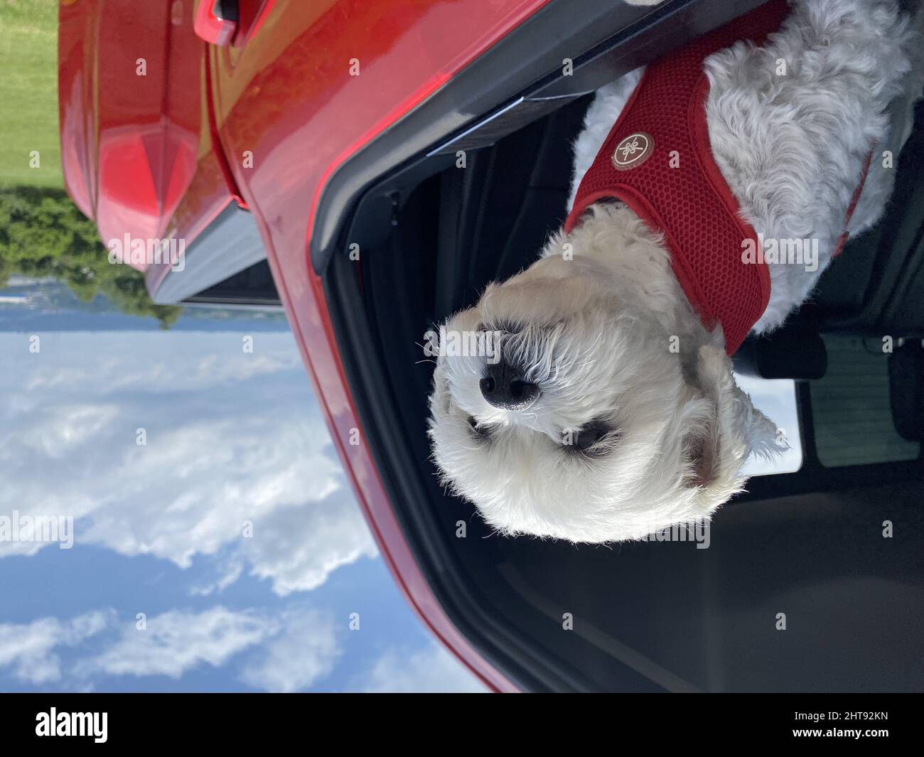 Closeup of a dog sticking head out window Stock Photo Alamy