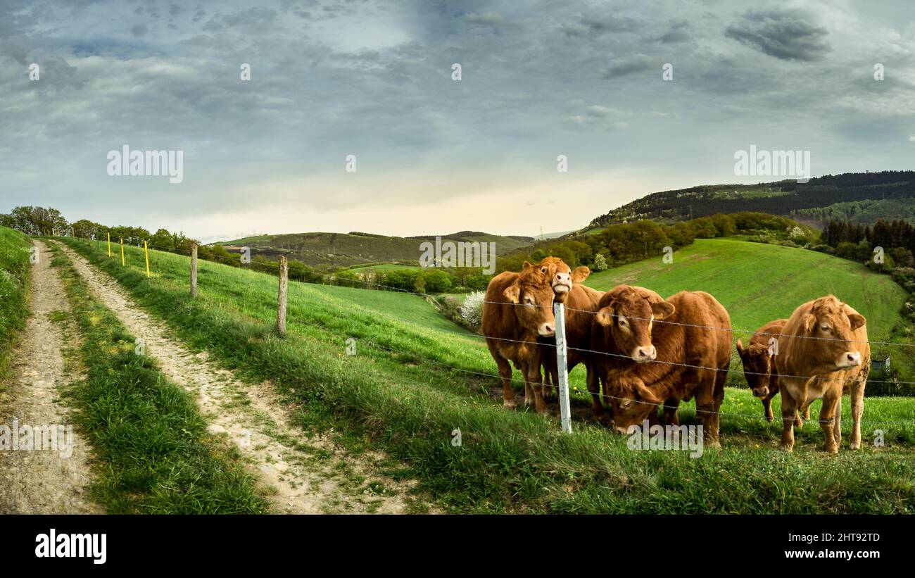 Group of cows standing in the green field near the fence Stock Photo ...