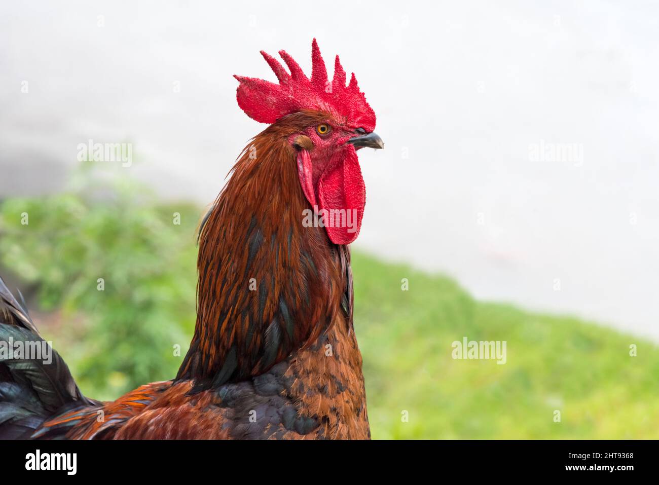 Rooster, Gangtok, Sikkim, India Stock Photo