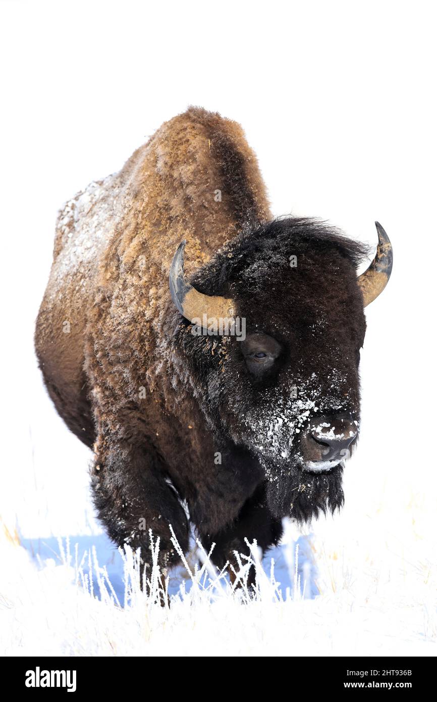 American Bison in snow Stock Photo