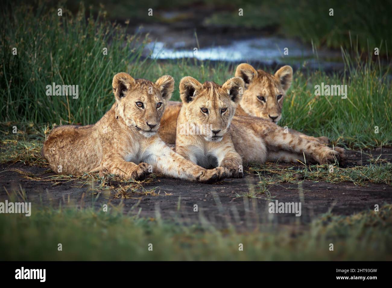 Group of baby lions in Tanzania Stock Photo Alamy