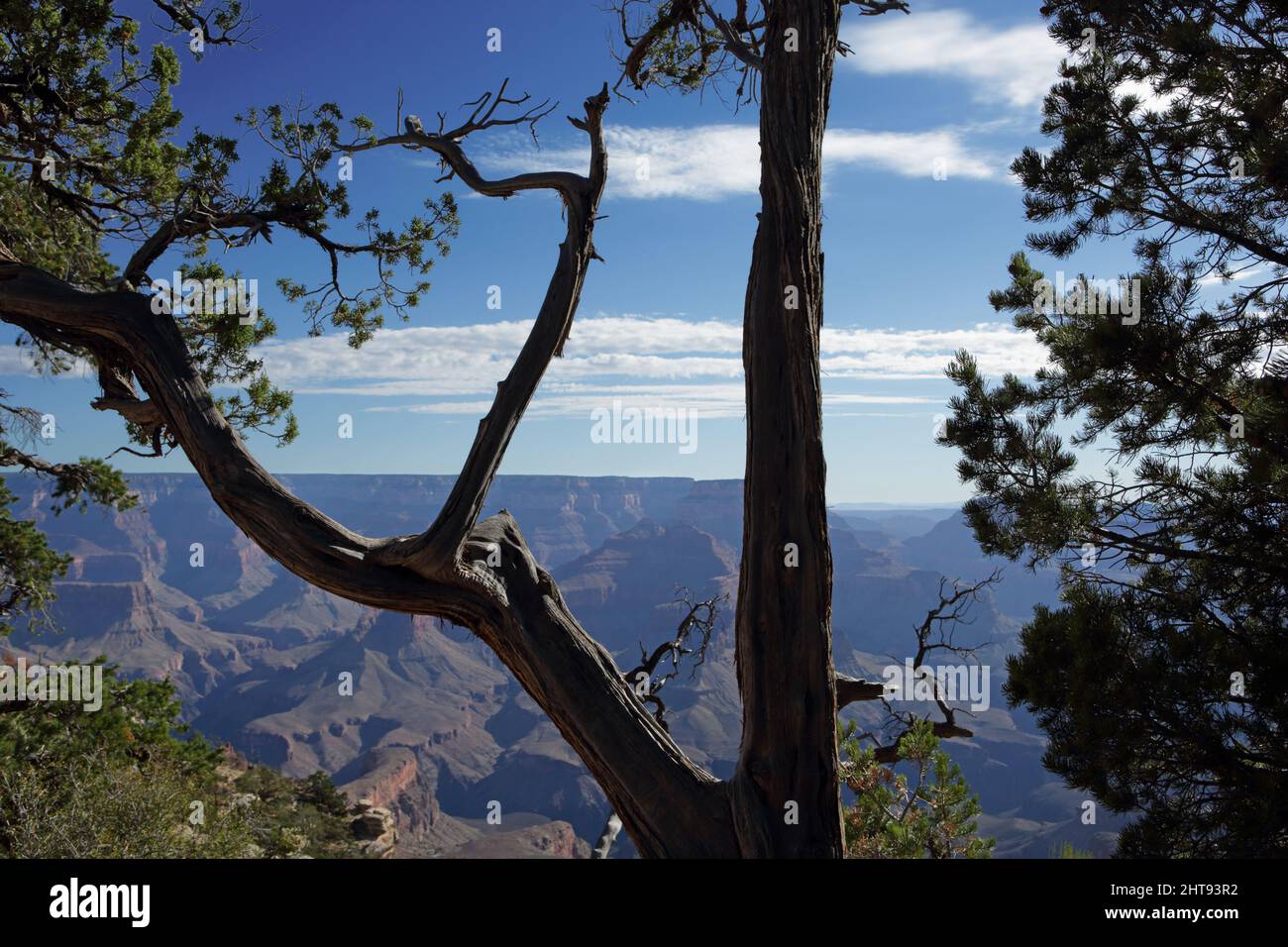 Landscape view of cliffs, buttes, and rock layers, of the Grand Canyon through a pine tree at Shoshone Point on the South Rim. Shoshone Point is named Stock Photo