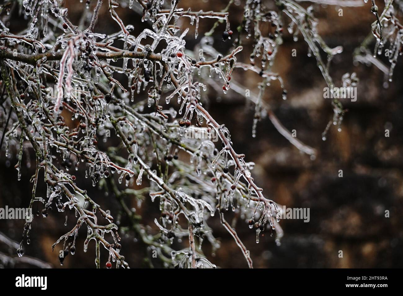 Branches frozen icy conifer hi-res stock photography and images - Alamy