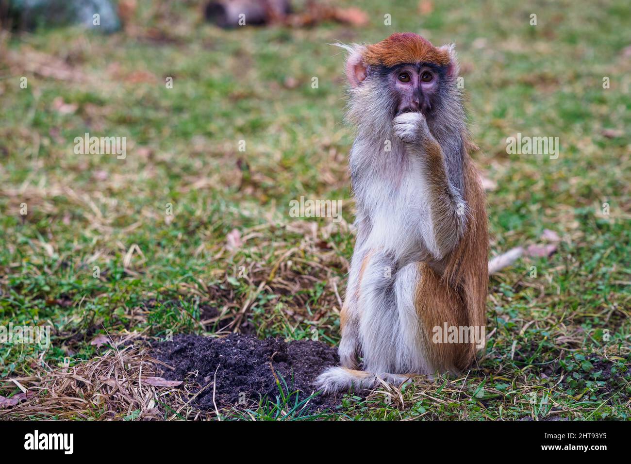 Patas Monkey (Erythrocebus patas Stock Photo Alamy
