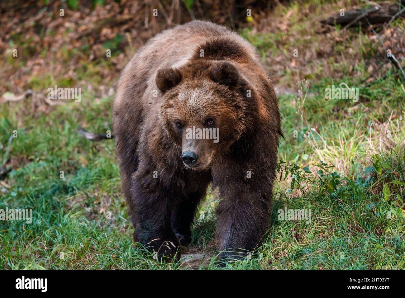 Brown bear in the forest. Kamchatka bear (Ursus arctos beringianus) Stock Photo