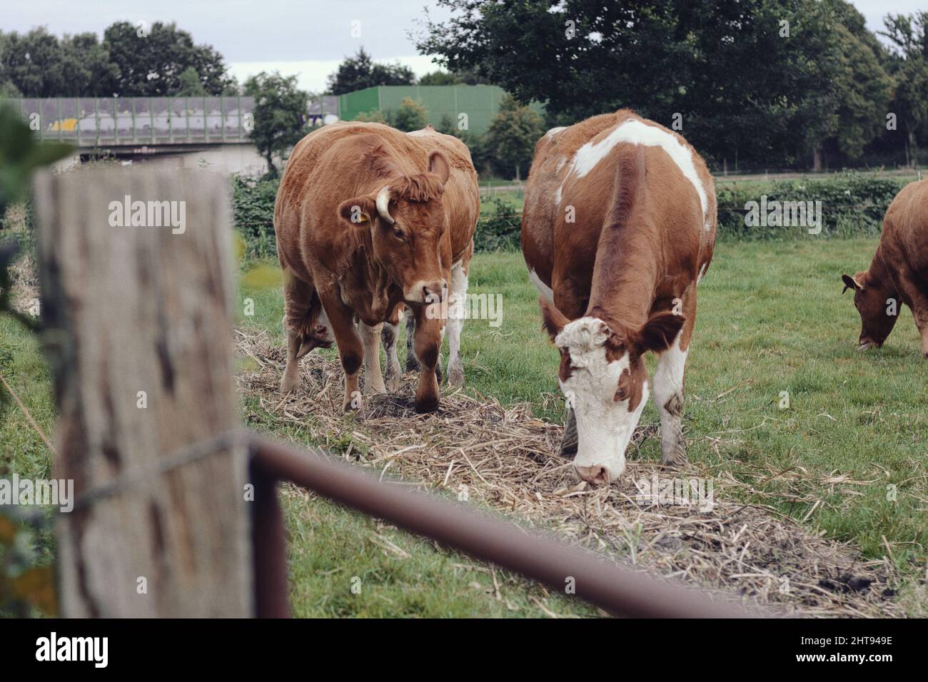 Beautiful view of cows grazing in the meadow Stock Photo - Alamy
