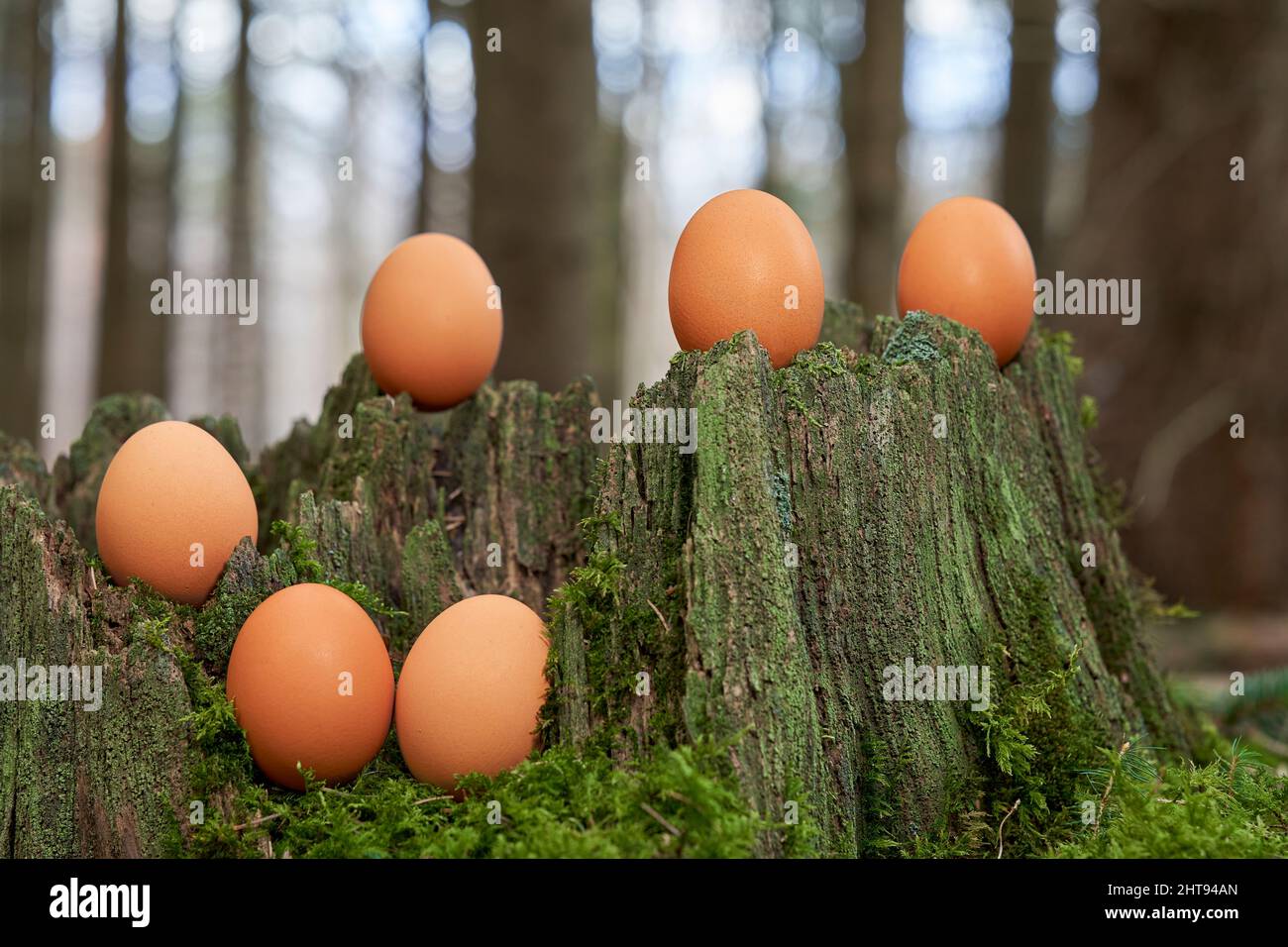 6 brown organic easter eggs on green tree stump in forest. Trees in depth blur. Stock Photo