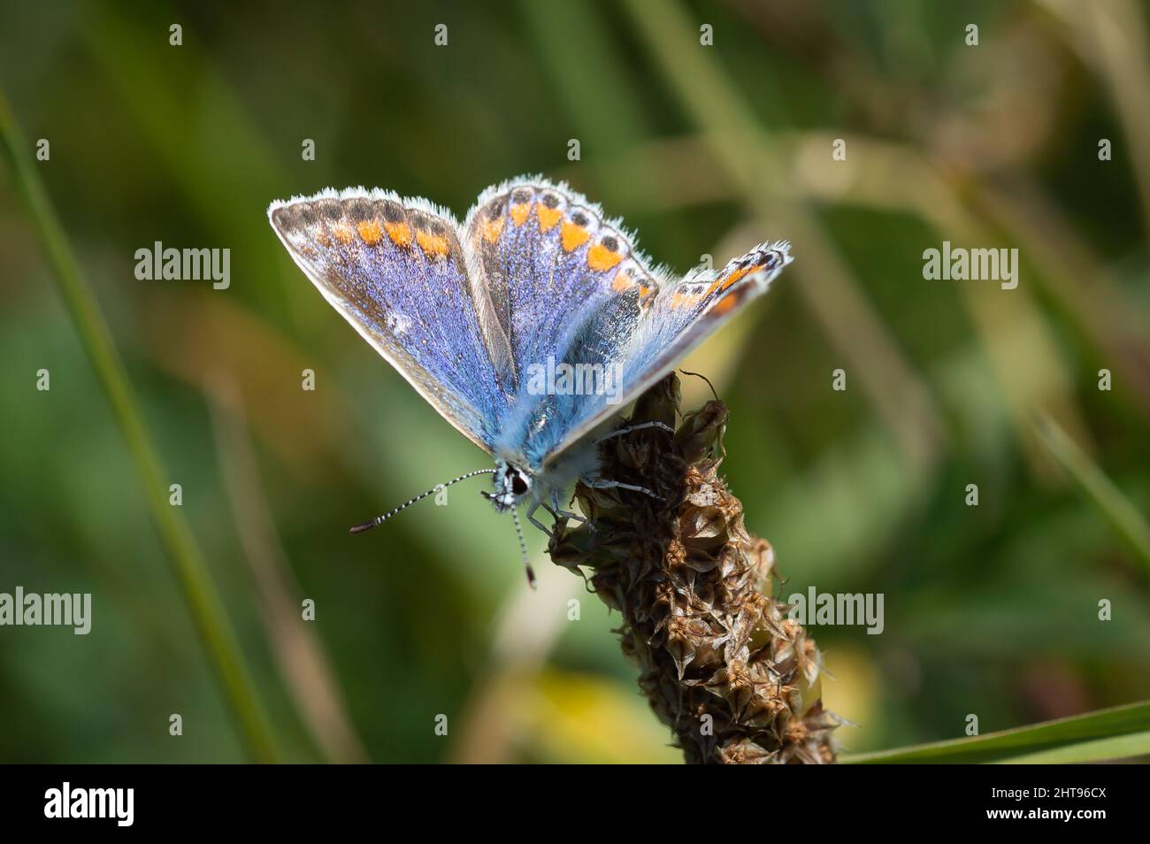 Common Blue butterfly female on a dark seed head Stock Photo