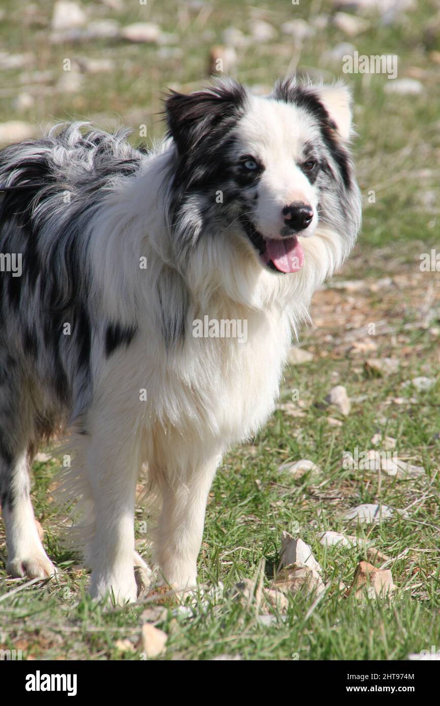 Funny studio portrait of cute smiling puppy dog border collie wearing warm  clothes scarf around neck isolated on white background. Winter or autumn  portrait of little dog Stock Photo - Alamy