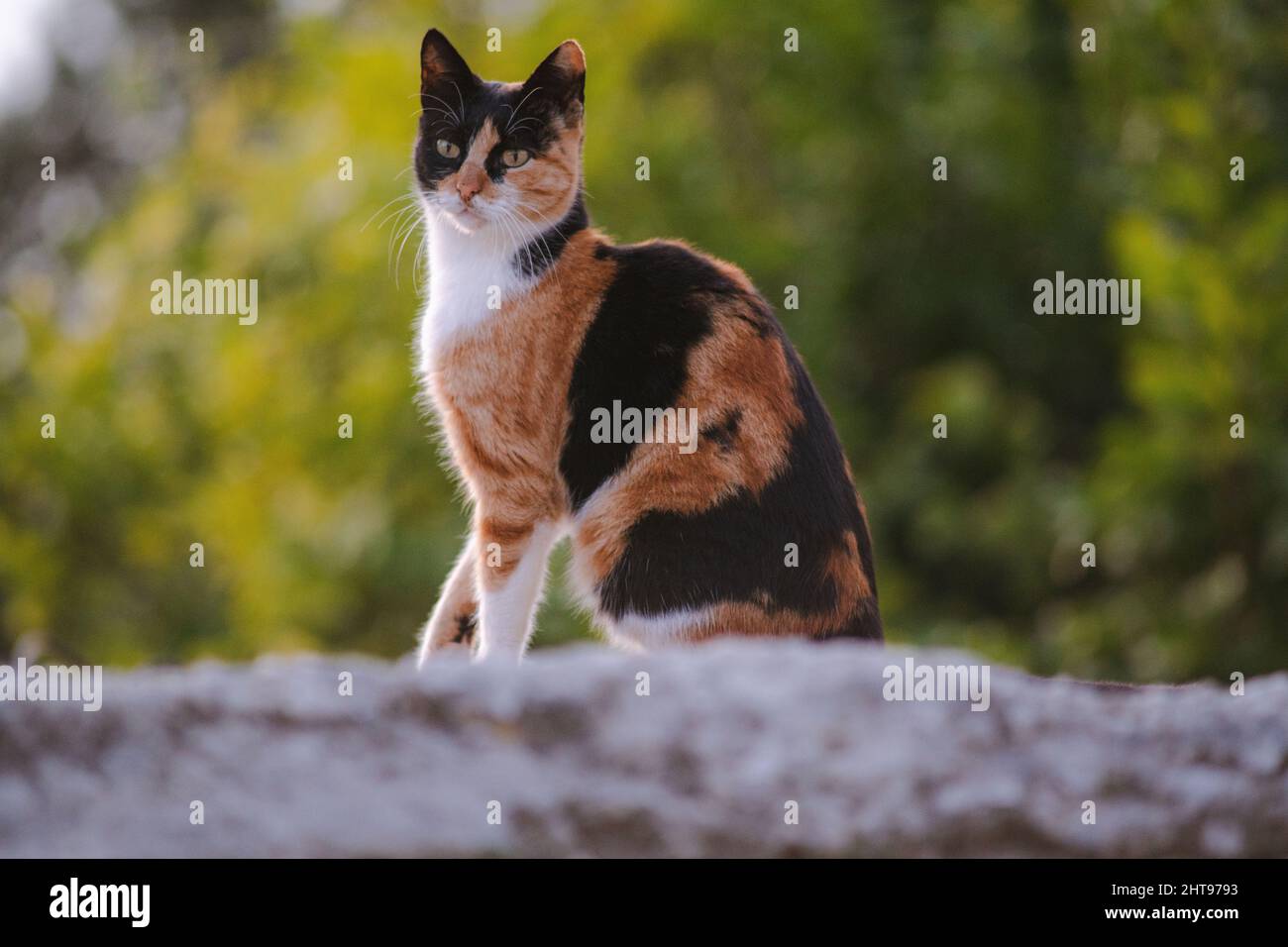 White, black and ginger cat with green eyes looking around while sitting on a rock in the garden