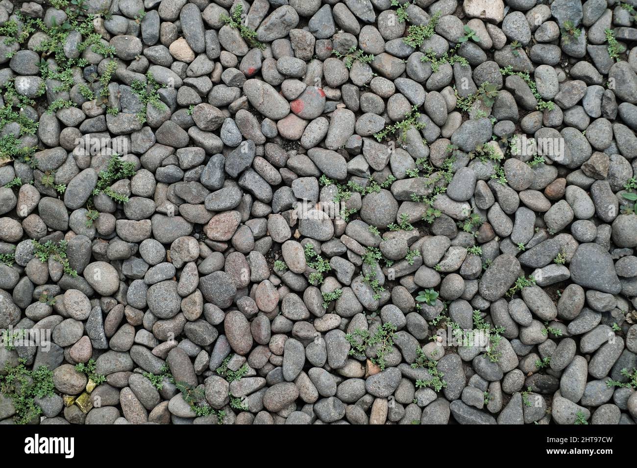 Closeup of the small gray stones on the ground Stock Photo - Alamy