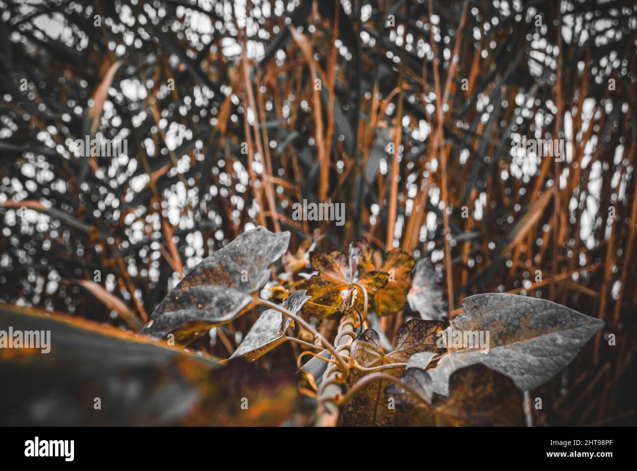 Trees in a forest in autumn Stock Photo - Alamy