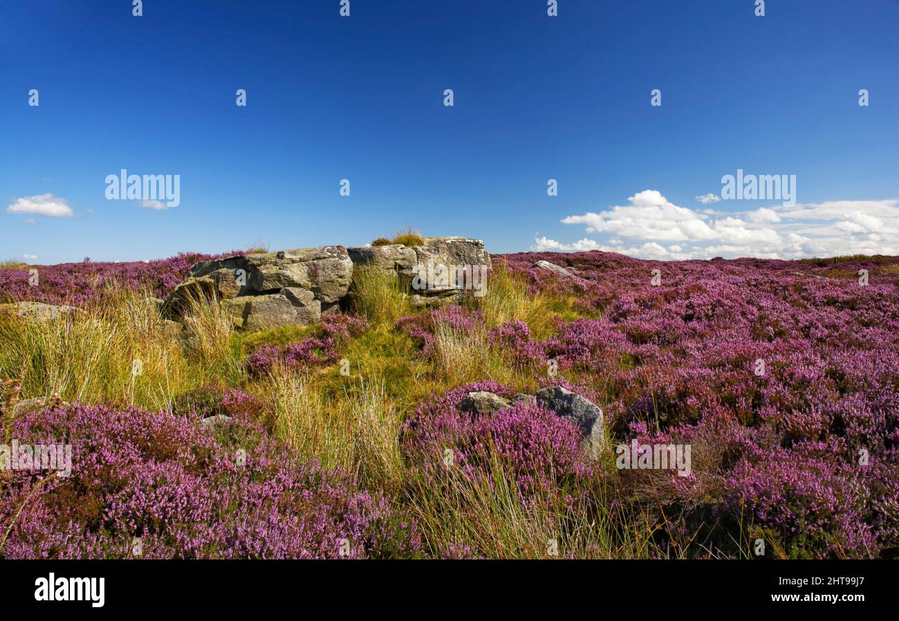 Moorland landscape showing heather and Gritstone under a blue sky on