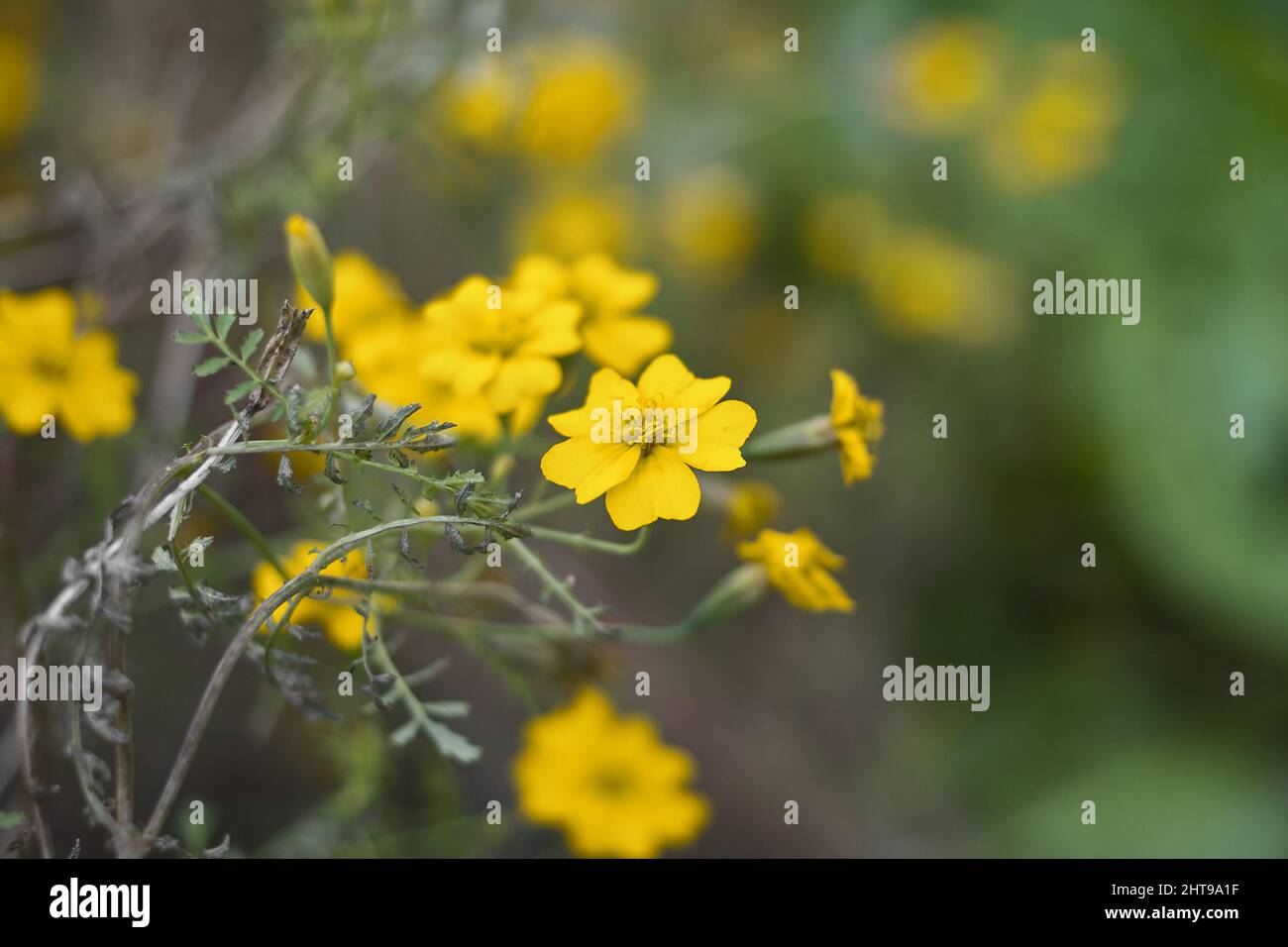 Closeup of the blossomed yellow hoary cinquefoil flowers Stock Photo