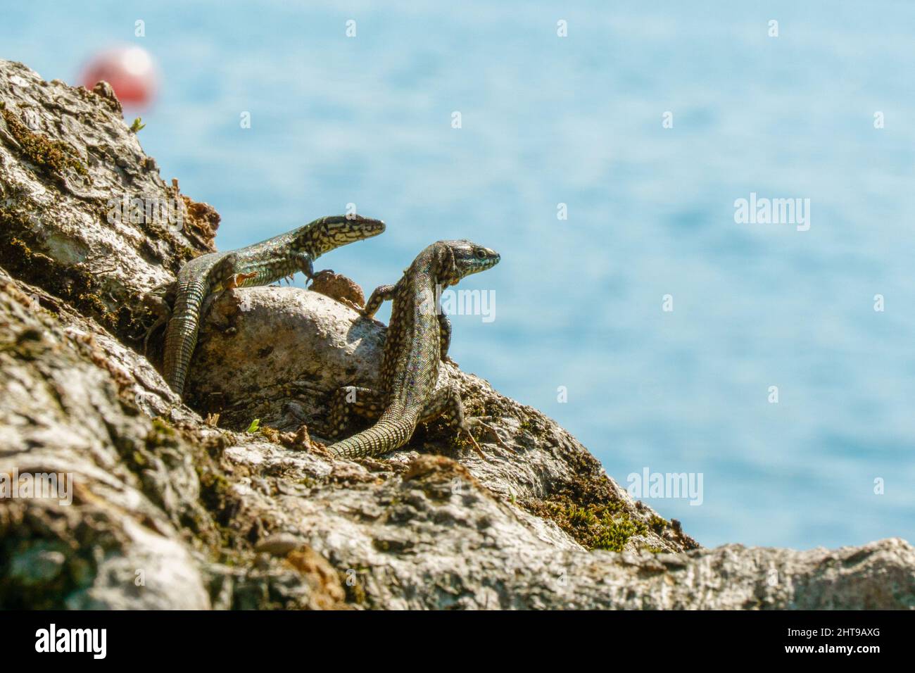 A closeup shot of two lizards on a rock Stock Photo - Alamy