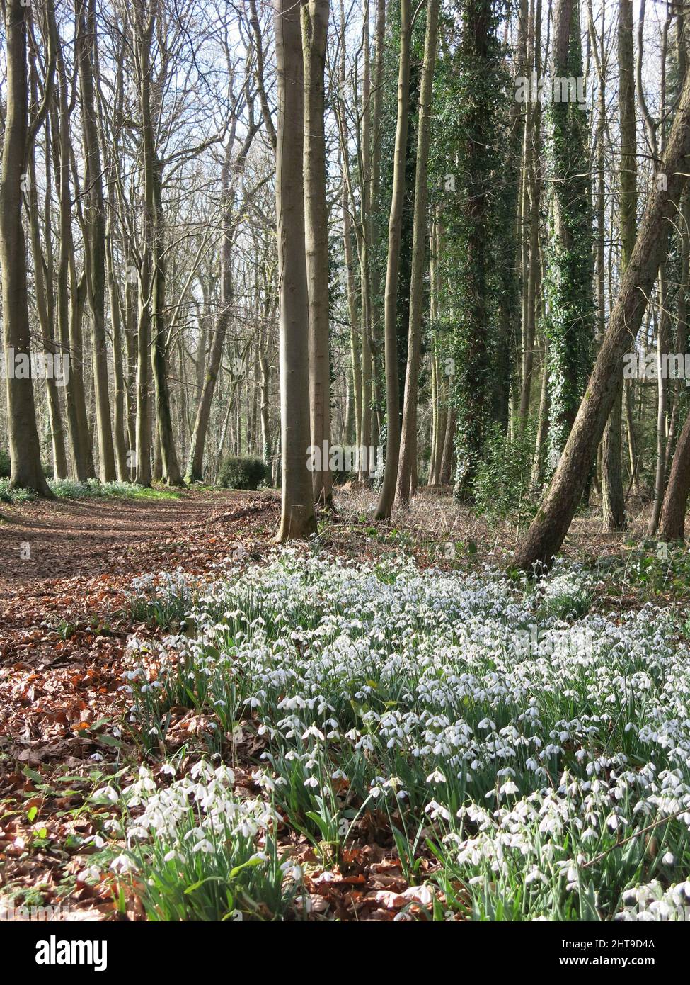 Take a walk through an English woodland in spring to admire the carpets of dainty white snowdrops covering the ground beneath the trees. Stock Photo