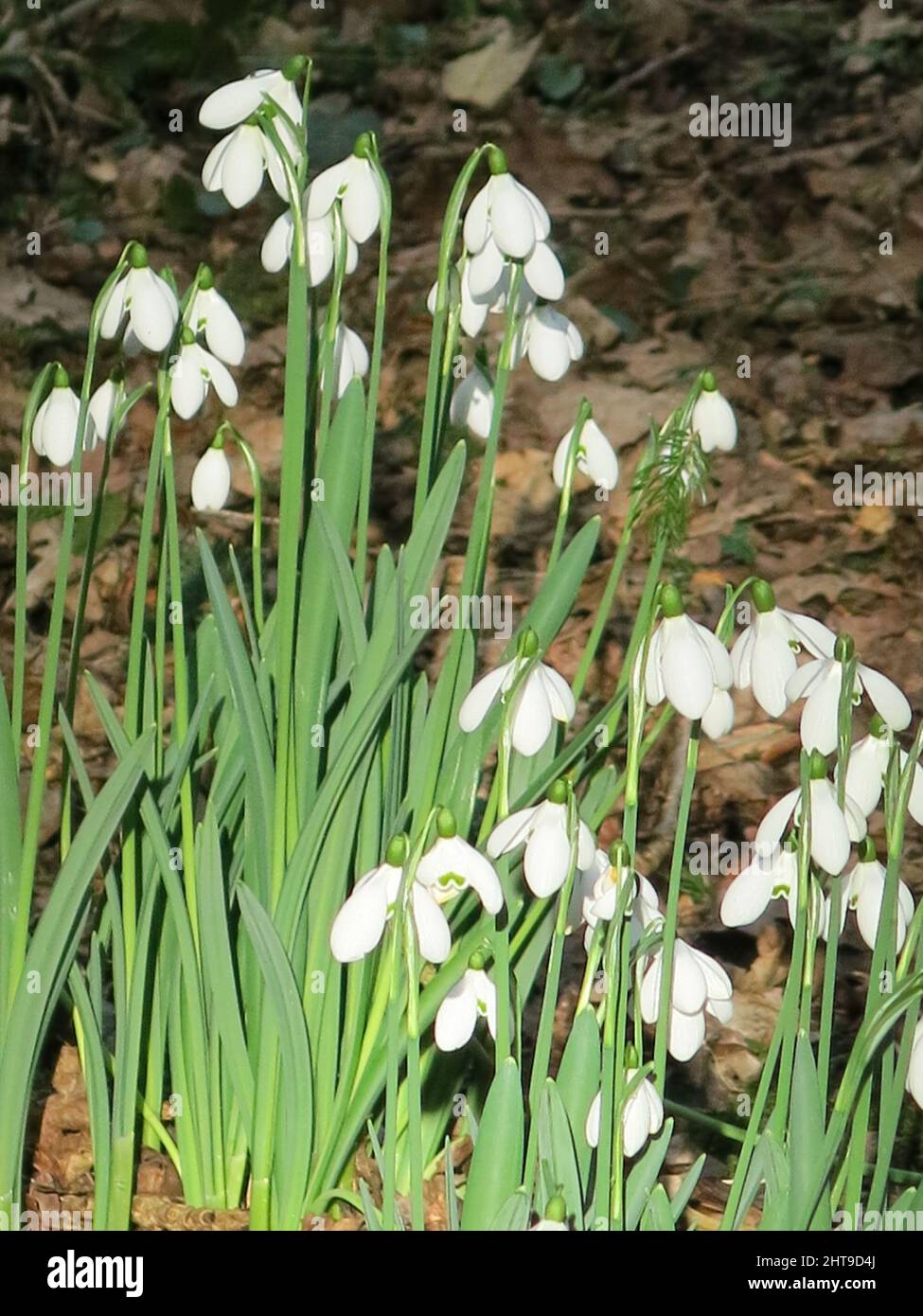 Close-up of a clump of the dainty, white, bell-shaped flowers of snowdrops (galanthus) in full bloom in an English woodland in late February. Stock Photo