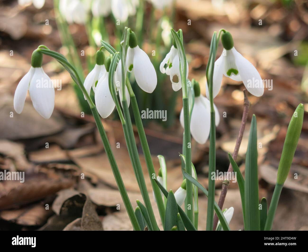 Close-up of a clump of the dainty, white, bell-shaped flowers of snowdrops (galanthus) in full bloom in an English woodland in late February. Stock Photo