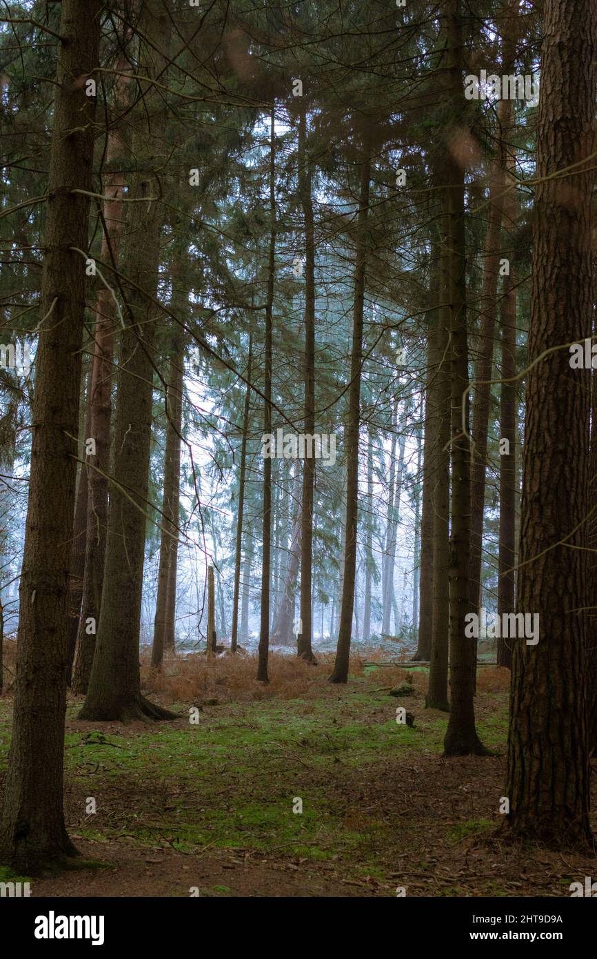 Vertical shot of a mysterious forest with tall thin trees Stock Photo ...