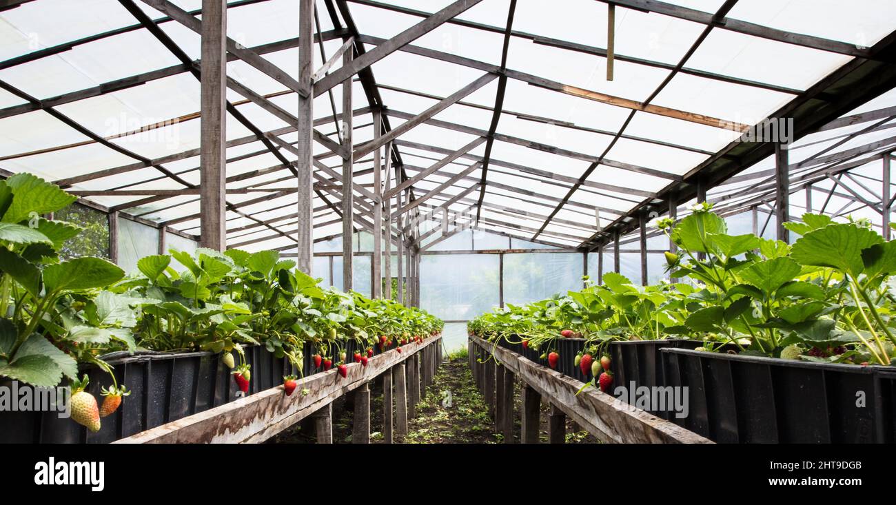 Greenhouse with strawberry plantations Stock Photo - Alamy
