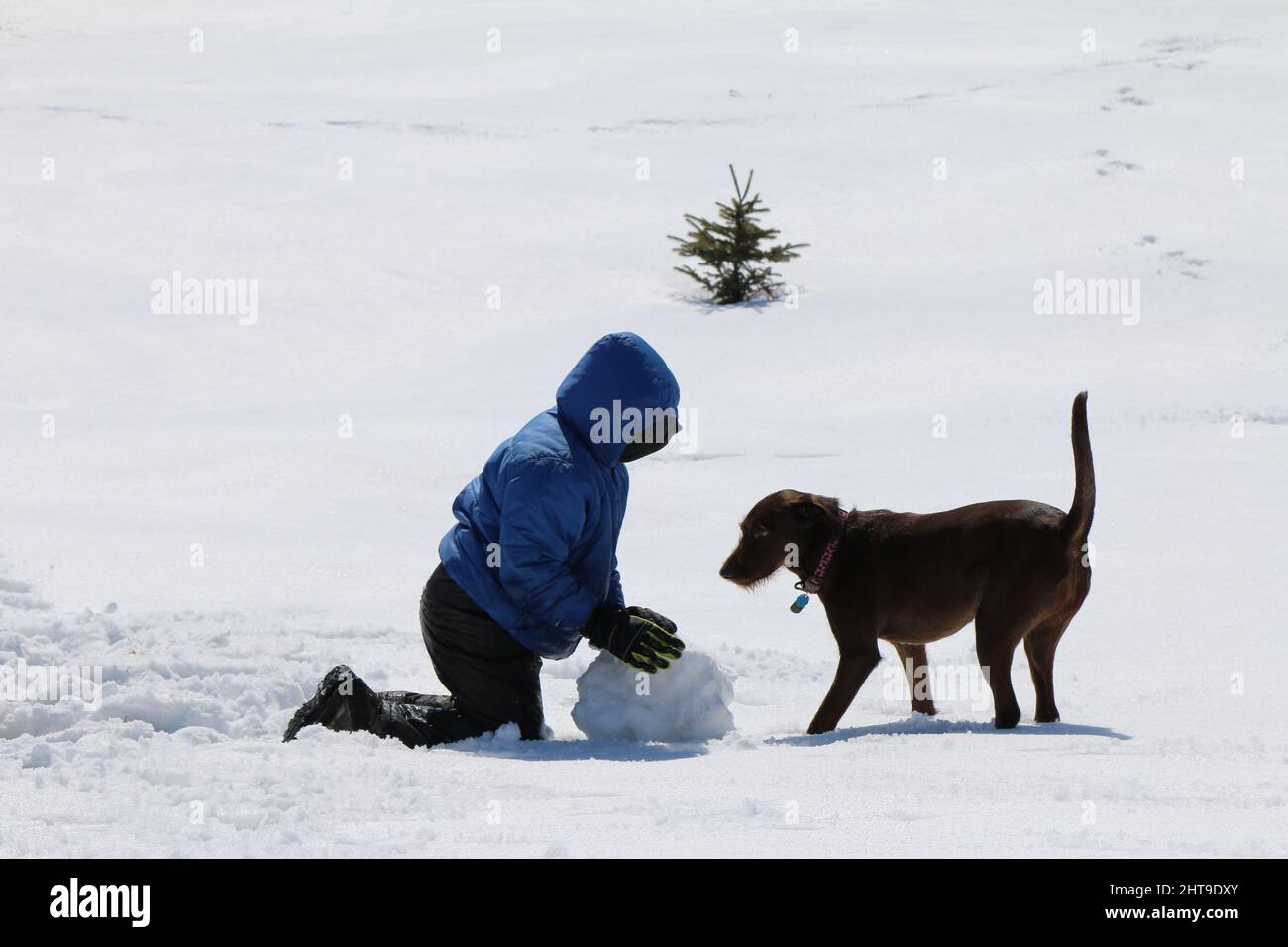 Why Do Dogs Roll In Snow