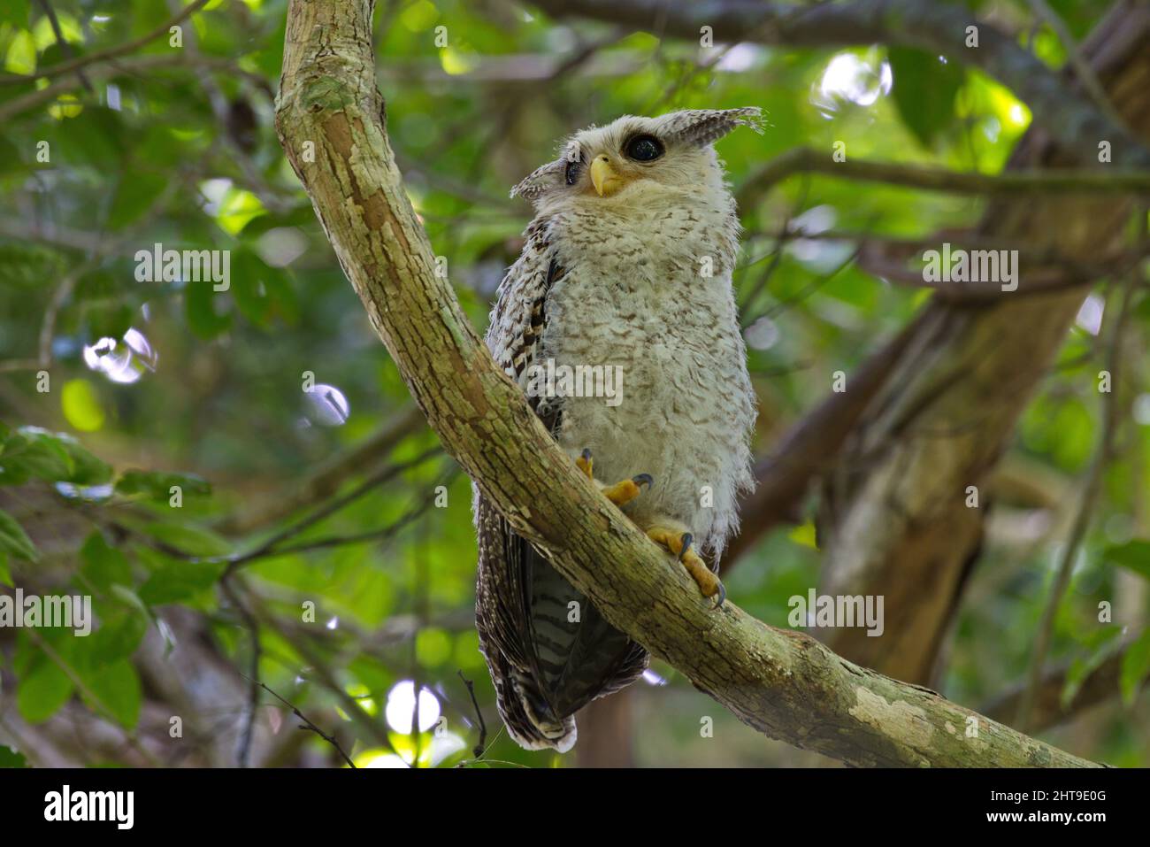 Adult and juvenile Owls birds of prey perched in trees Stock Photo