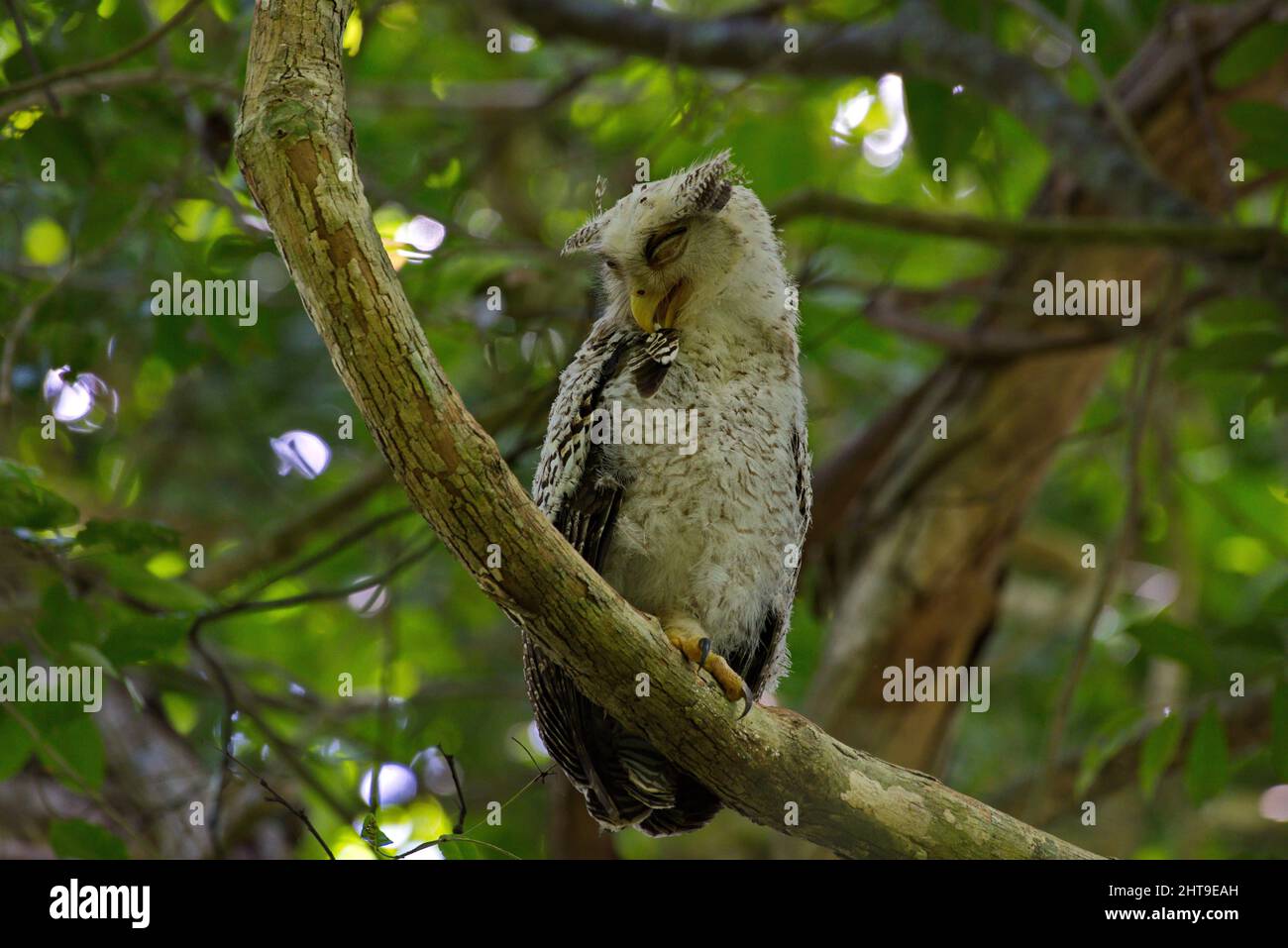 Adult and juvenile Owls birds of prey perched in trees Stock Photo