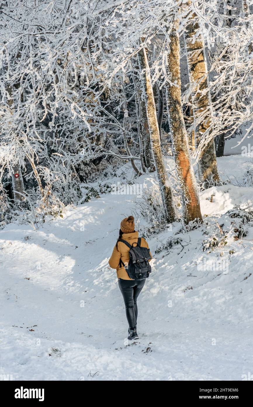 Full-length rear view of a woman wearing a yellow winter jacket and knit hat. Girl hiking in the winter woo Stock Photo