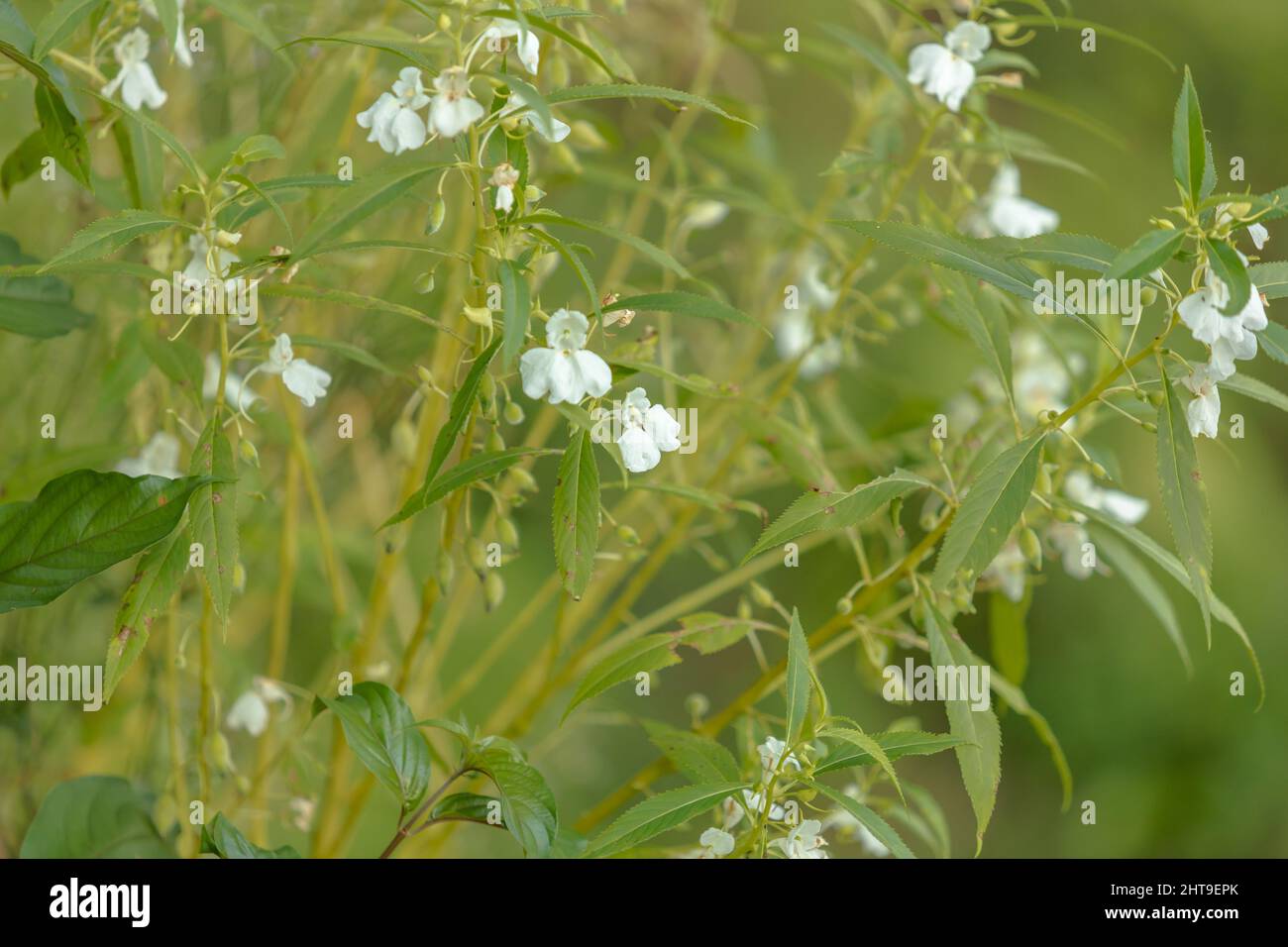 Closeup of garden balsam flowers blooming on the shrub Stock Photo