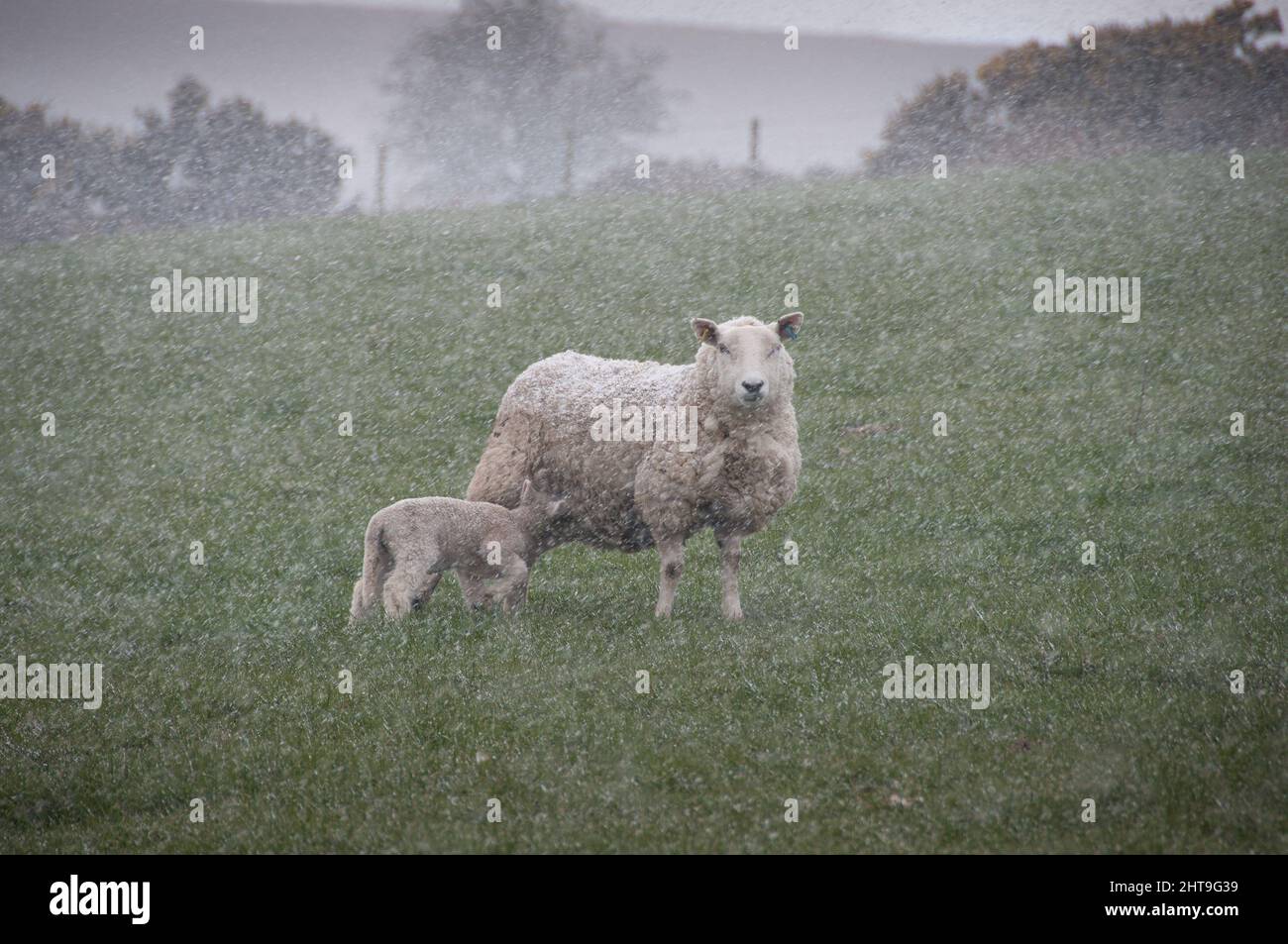 Sheep and lamb in the sleet and snow on the Stiperstones in South Shropshire Stock Photo