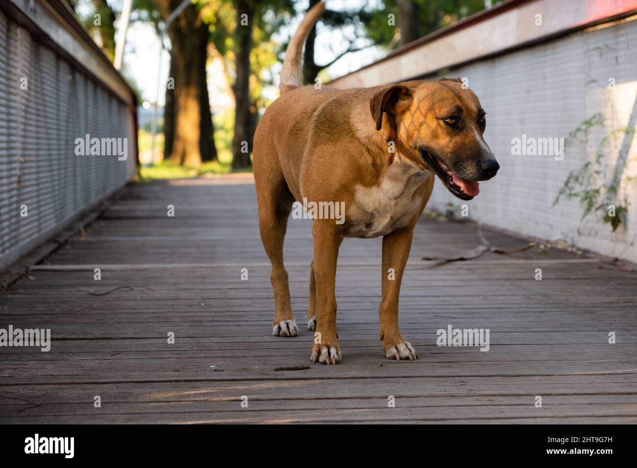 Mountain Cur Terrier