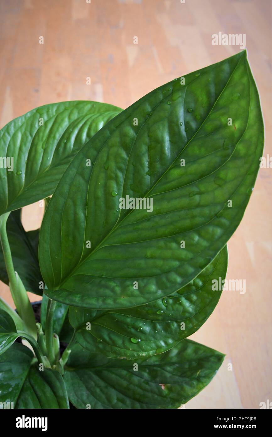 Monstera pinnatipartita, rare house plant with textured green leaves. The leaves are green, isolated on a brown wood background. Taken from above. Stock Photo