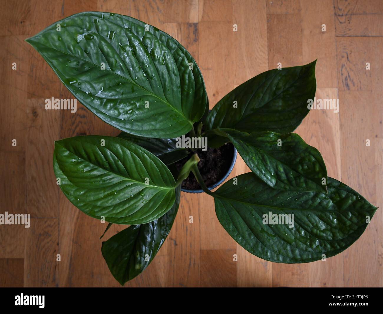 Monstera pinnatipartita, rare house plant with textured green leaves. The leaves are green, isolated on a brown wood background. Taken from above. Stock Photo