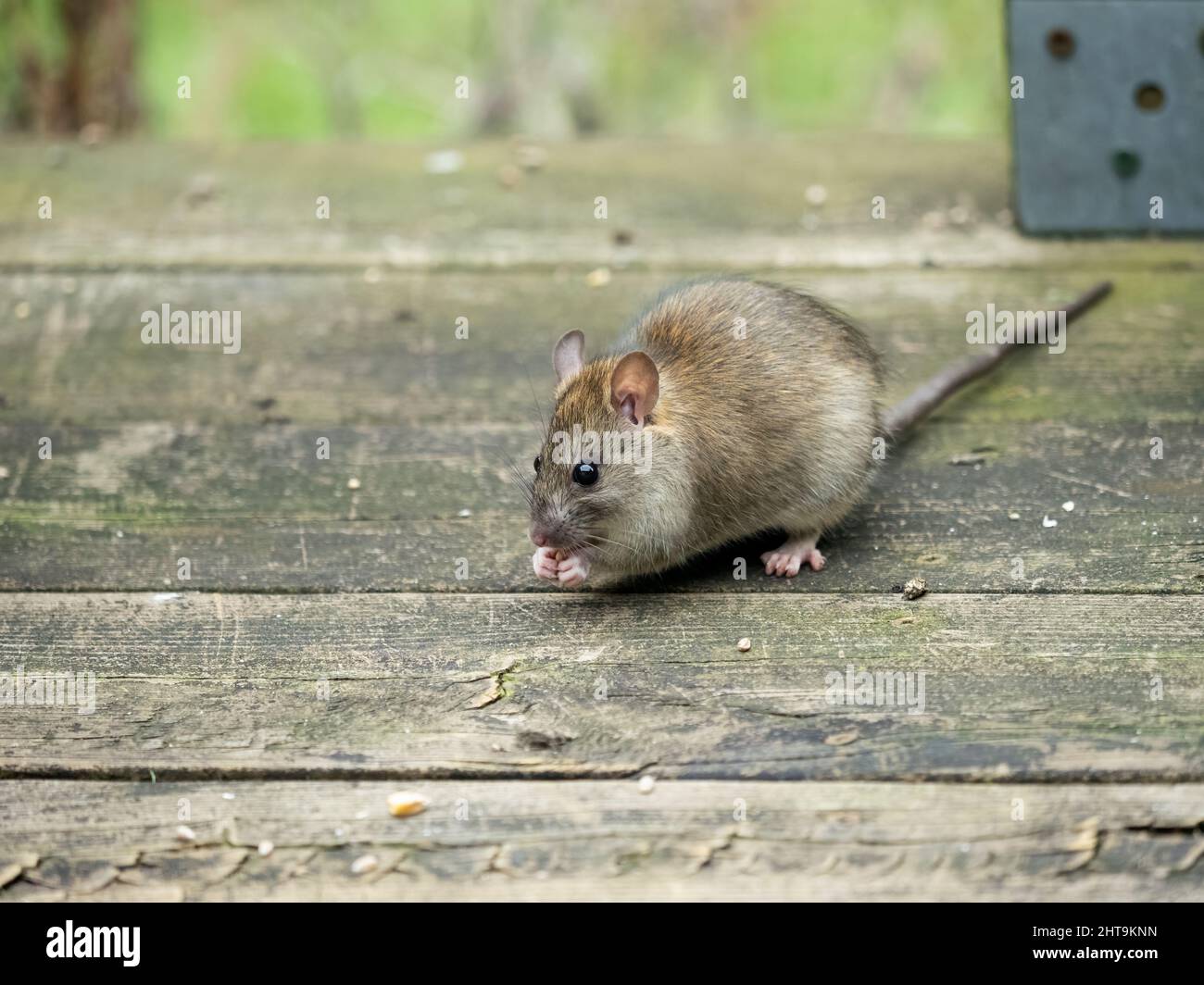 cute young grey and brown wild ship rat (Rattus rattus) eating a seed, on a wooden deck Stock Photo