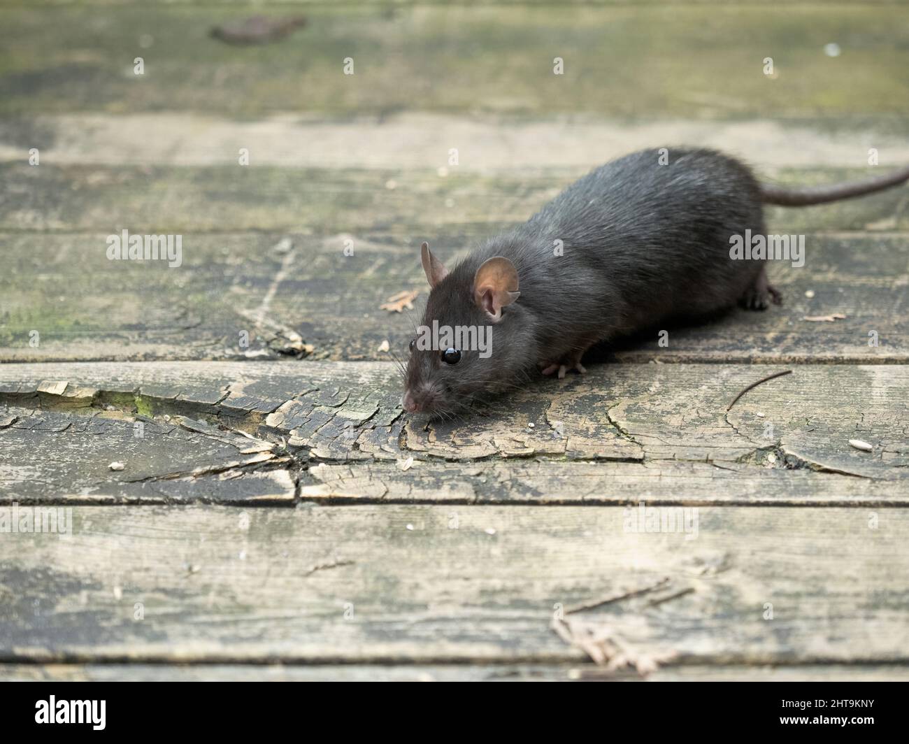wild black rat (Rattus rattus) exploring an old wooden deck Stock Photo ...