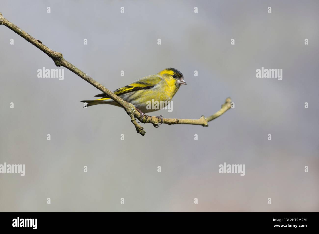 Male Eurasian siskin (Carduelis spinus) perched on a twig Stock Photo