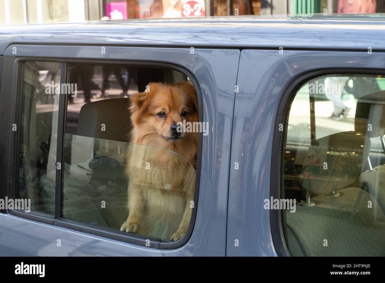 Two dogs inside a car Stock Photo Alamy