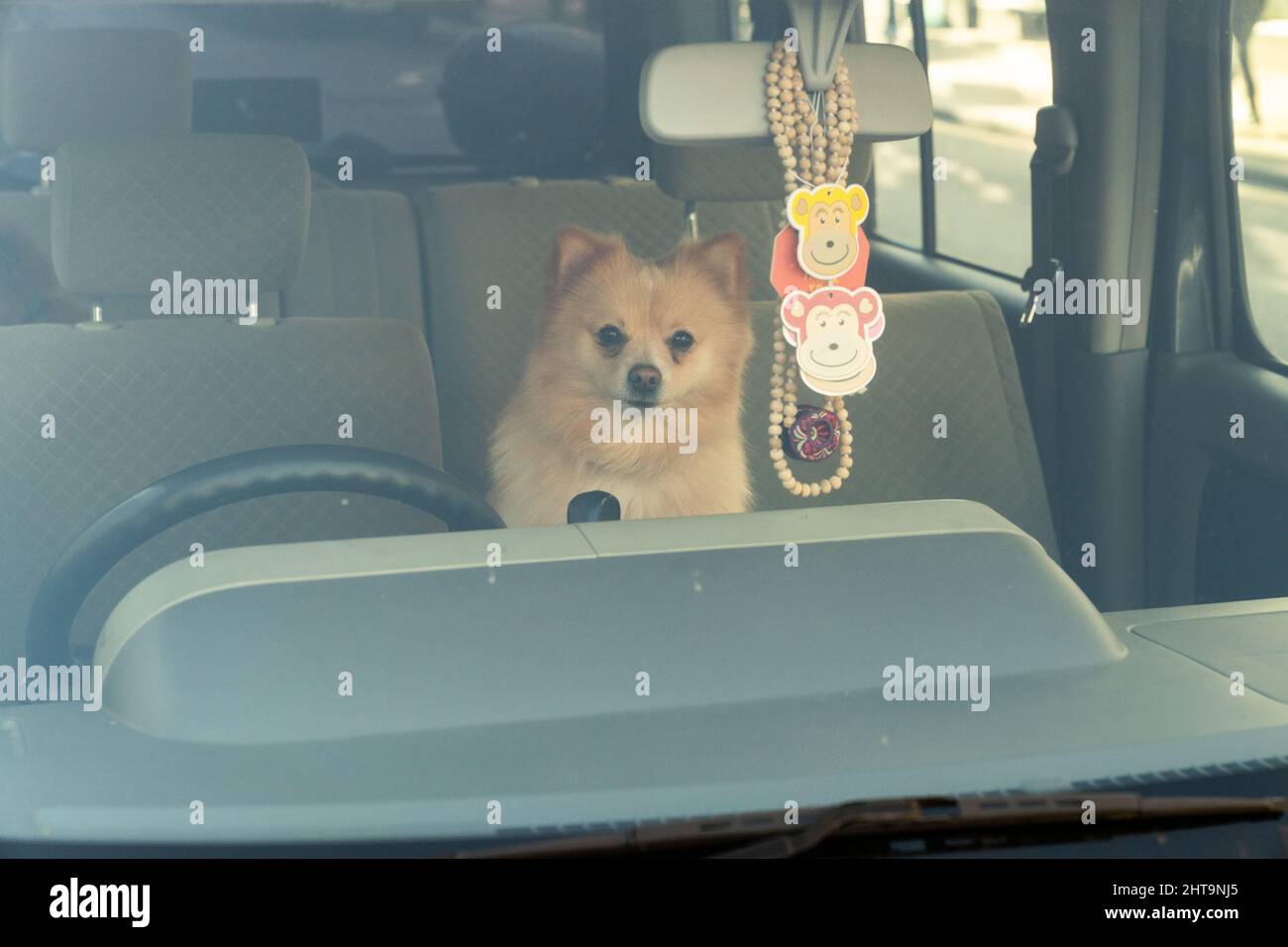 Dog sitting in the front passenger seat of a car, next to driving seat