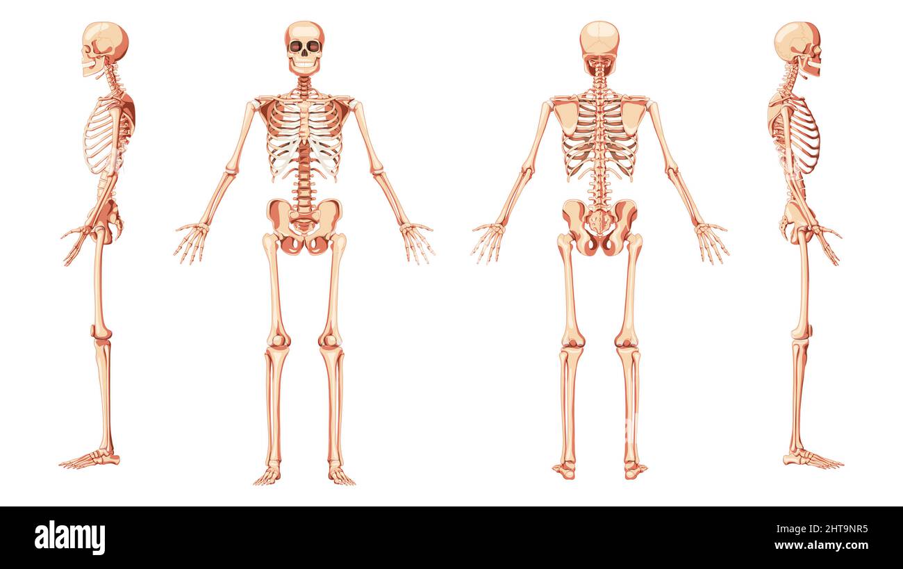 Skeleton Human front back two sides view with arms open pose ventral, lateral, and dorsal views. Set of realistic flat natural color concept Vector illustration of anatomy isolated on white background Stock Vector