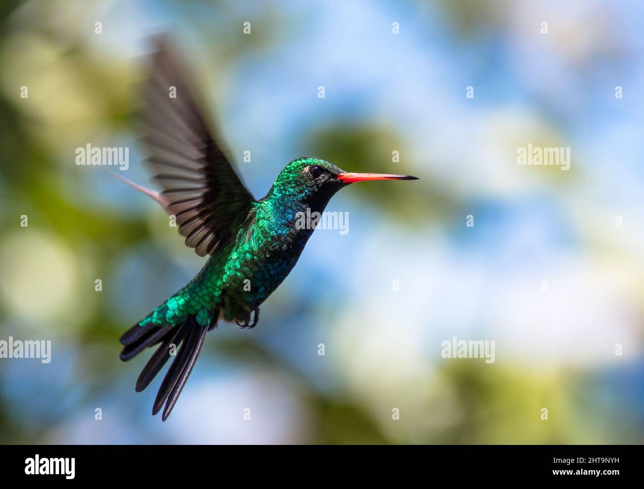 Hummingbird in flight - Glittering-bellied Emerald (Chlorostilbon lucidus) Stock Photo