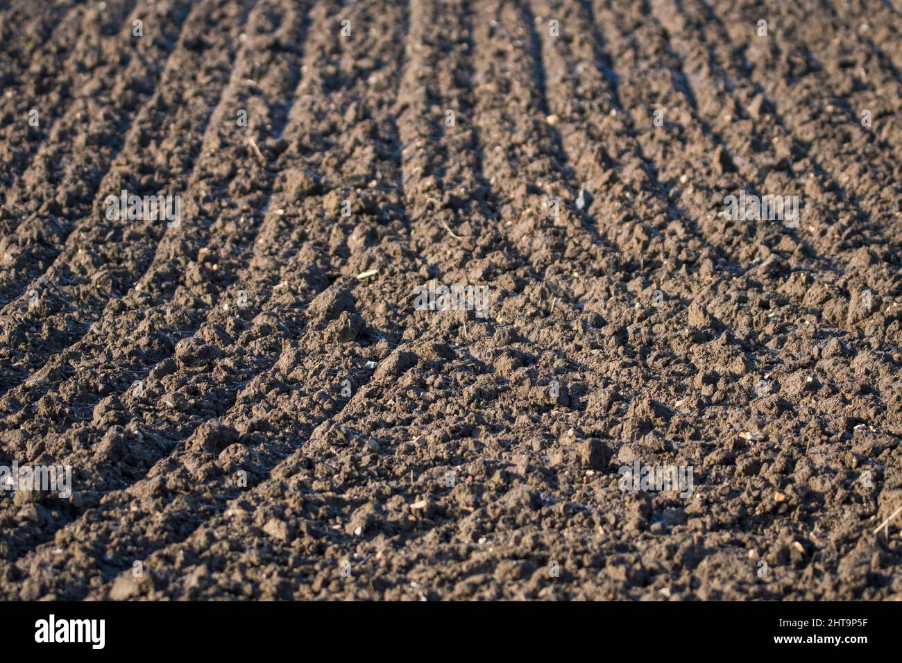 Harrow tracks in arable field Stock Photo