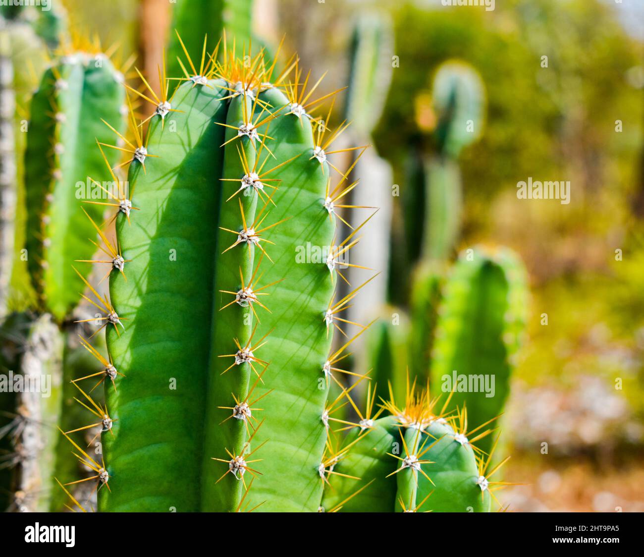 Columnar stem hires stock photography and images Alamy