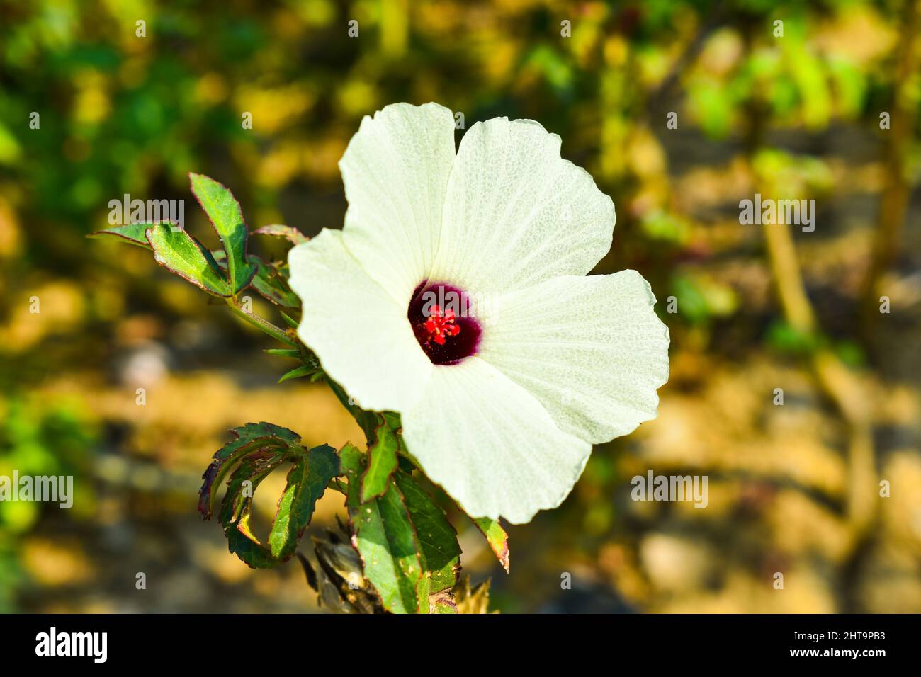 White Hibiscus cannabinus flower in a garden Stock Photo